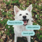 Bundle Risparmio: Denti Totale
