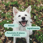 Dental Bright 🌿 | Polvere 100% Naturale | 60 dosi