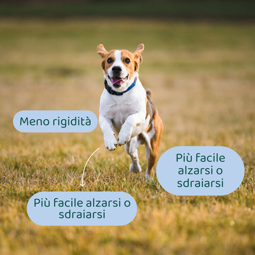 Ossa & Articolazioni🌿 | 100% Naturale | 60 integratori